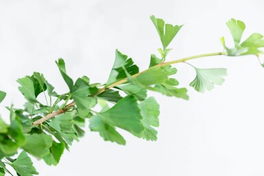 Ginkgo biloba haute-tige 10/12