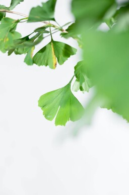 Ginkgo biloba haute-tige 10/12