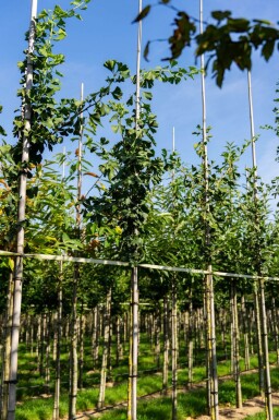 Ginkgo biloba haute-tige 10/12