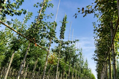 Ginkgo biloba haute-tige 10/12