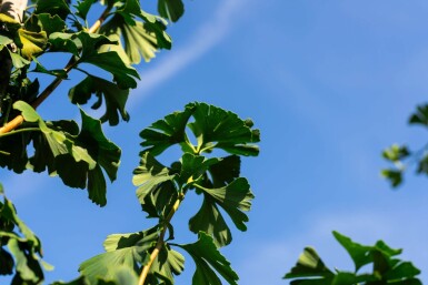 Ginkgo biloba haute-tige 10/12