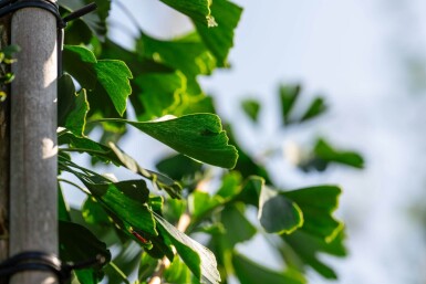 Ginkgo biloba haute-tige 10/12