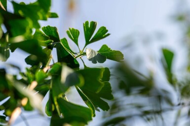 Ginkgo biloba haute-tige 10/12