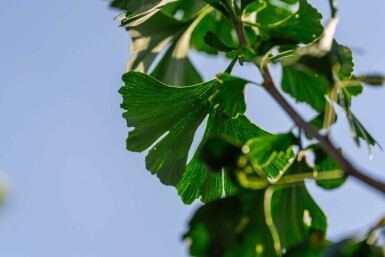 Ginkgo biloba haute-tige 10/12