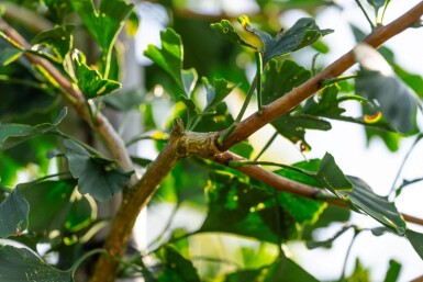 Ginkgo biloba haute-tige 10/12