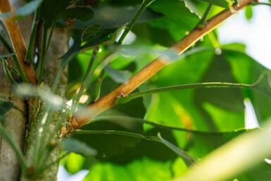 Ginkgo biloba haute-tige 10/12
