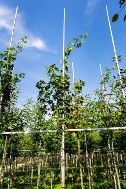 Ginkgo biloba haute-tige 10/12