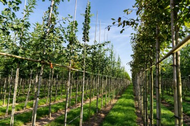 Ginkgo biloba haute-tige 10/12