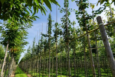 Ginkgo biloba haute-tige 10/12