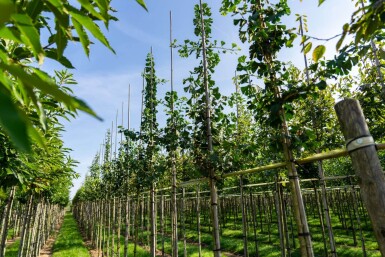 Ginkgo biloba haute-tige 10/12