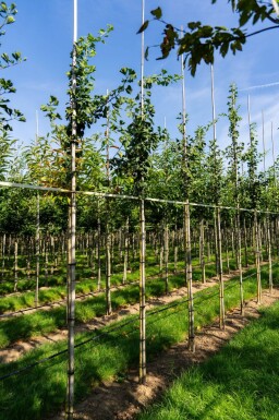 Ginkgo biloba haute-tige 10/12