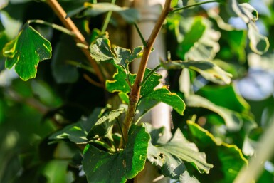 Ginkgo biloba haute-tige 10/12