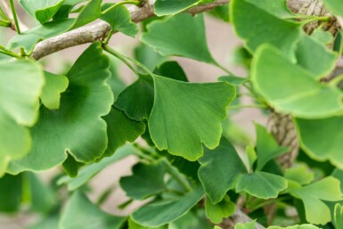 Ginkgo biloba baliveau 4-6