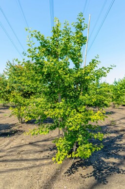 Ginkgo biloba cépée 250-300