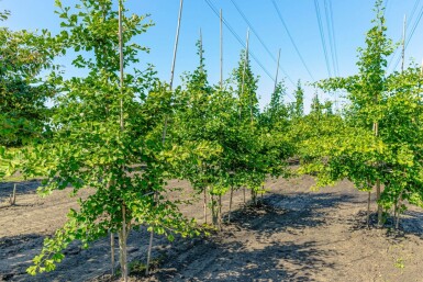 Ginkgo biloba cépée 250-300