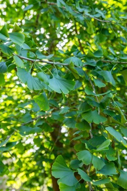 Ginkgo biloba cépée 250-300