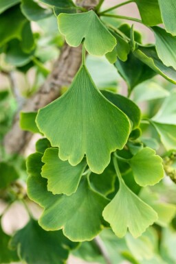 Ginkgo biloba cépée 250-300