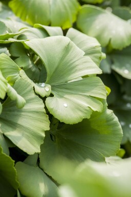 Ginkgo biloba cépée 250-300