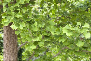 Ginkgo biloba cépée 250-300