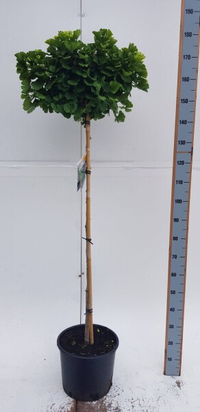 Ginkgo biloba 'Mariken' boule sur tige 90cm tronc