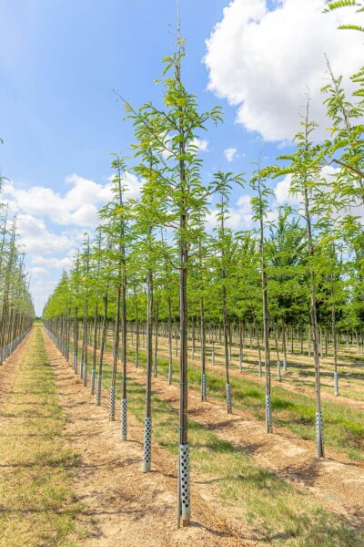Gleditsia triacanthos haute-tige 18/20