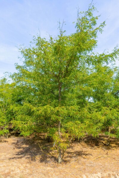 Gleditsia triacanthos cépée 400-450
