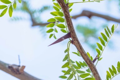 Gleditsia triacanthos cépée 400-450