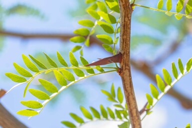 Gleditsia triacanthos cépée 400-450
