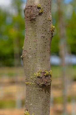 Gleditsia triacanthos cépée 400-450