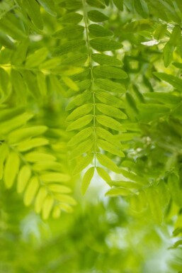Gleditsia triacanthos cépée 400-450