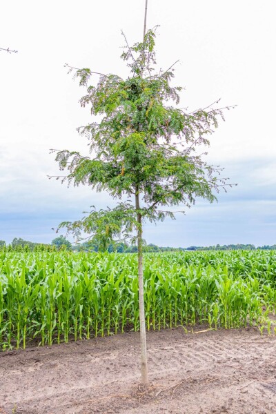 Gleditsia triacanthos f. inermis haute-tige 10/12