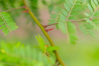 Gleditsia triacanthos f. inermis haute-tige 10/12