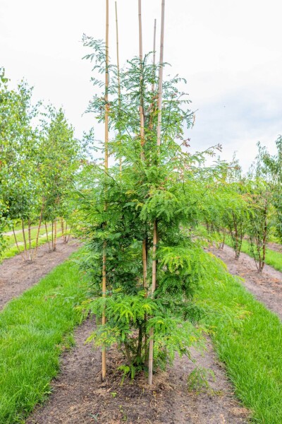 Gleditsia triacanthos f. inermis cépée 200-250