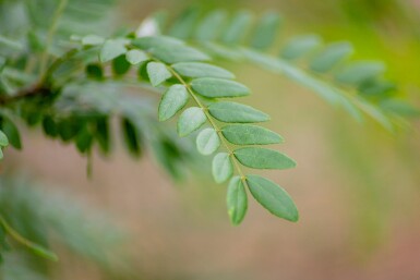 Gleditsia triacanthos f. inermis cépée 200-250