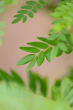 Gleditsia triacanthos f. inermis cépée 200-250