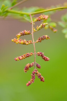 Gleditsia triacanthos f. inermis cépée 200-250