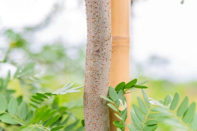 Gleditsia triacanthos f. inermis cépée 200-250