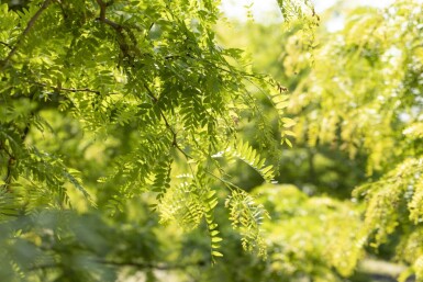 Gleditsia triacanthos f. inermis cépée 200-250