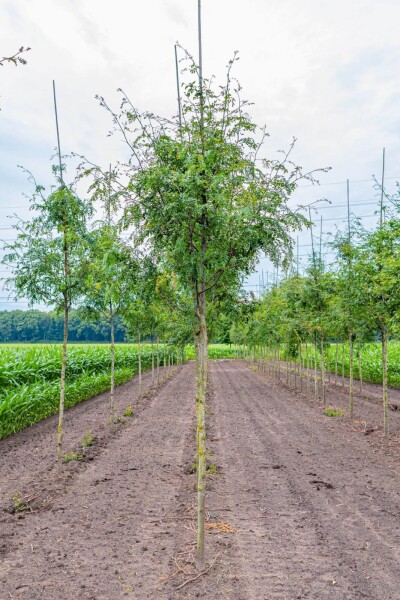 Gleditsia triacanthos 'Skyline' haute-tige 10/12