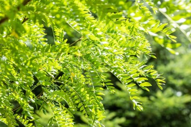 Gleditsia triacanthos 'Skyline' haute-tige 10/12