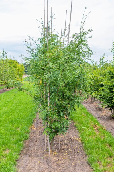 Gleditsia triacanthos 'Skyline' cépée 200-250