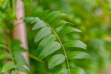 Gleditsia triacanthos 'Skyline' cépée 200-250