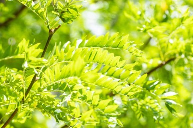 Gleditsia triacanthos 'Skyline' cépée 200-250