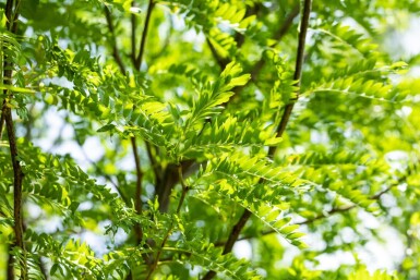 Gleditsia triacanthos 'Skyline' cépée 200-250