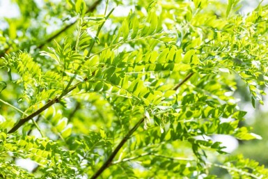 Gleditsia triacanthos 'Skyline' cépée 200-250