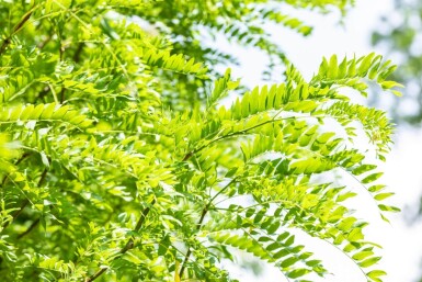 Gleditsia triacanthos 'Skyline' cépée 200-250