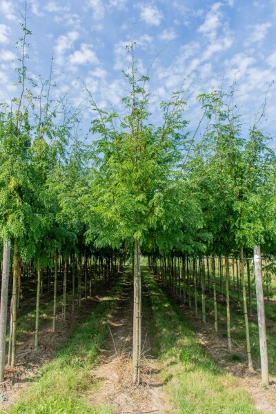 Gleditsia triacanthos 'Sunburst' haute-tige 4/6
