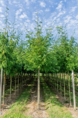 Gleditsia triacanthos 'Sunburst' haute-tige