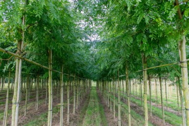 Gleditsia triacanthos 'Sunburst' haute-tige 4/6