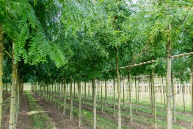 Gleditsia triacanthos 'Sunburst' haute-tige 4/6